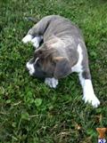 american pit bull puppy posted by barb norris